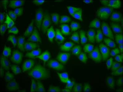 TAAR5 Antibody