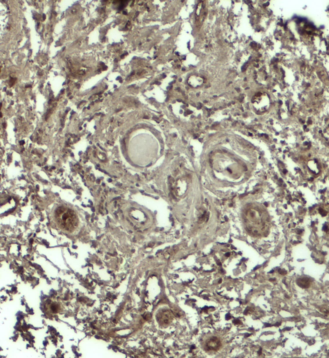 GPRASP1 / GASP-1 Antibody