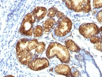 MUC6 / MUC-6 Antibody (clone CLH5)
