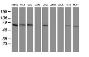 GCP60 / ACBD3 Antibody (clone OTI1G2)