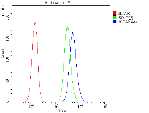 HSPA2 Antibody