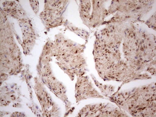 CDKL1 Antibody (aa152-357, clone OTI1D9, Carrier-free)
