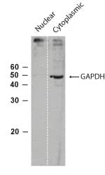 IHC-plus™ Polyclonal Rabbit anti-Human GAPDH Antibody (aa73-87, IHC, WB)