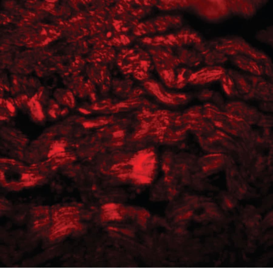IHC-plus™ PPAPDC3 Antibody