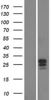 FAM174B Protein (Over-Expression Lysate Myc-DDK (Flag))