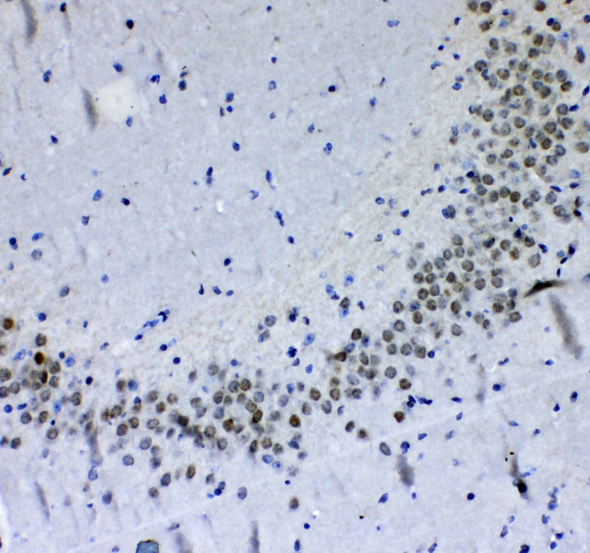 PER1 Antibody