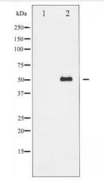 MITF Antibody