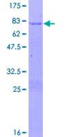 Human COUP-TFII / NR2F2 Protein (Recombinant GST)