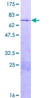 Human HMG20A Protein (Recombinant GST)