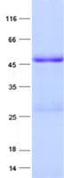 Human EIF2S3 / EIF2G Protein (Recombinant His, N-Terminal)