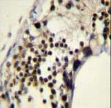 RACGAP1 / MGCRACGAP Antibody (aa23-50)
