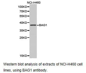 BAG1 / BAG-1 Antibody