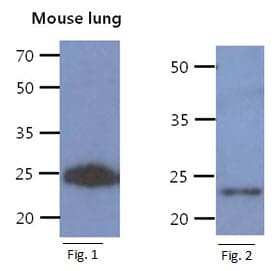 CREG / CREG1 Antibody (clone AT1C6)