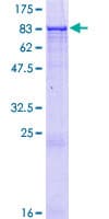 Human ZNF502 Protein (Recombinant GST)