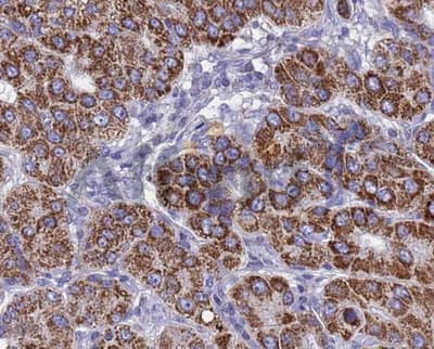 BMP3 Antibody