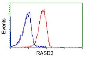 RASD2 Antibody (clone OTI1G8)