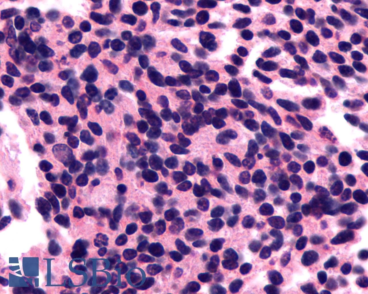 PathPlus™ Encephalopsin / OPN3 Antibody (C-Terminus)
