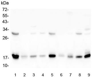 Polyclonal Rabbit anti-Human TIMM17A / TIM17 Antibody (IHC, WB)