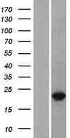 DUX3 Protein (Over-Expression Lysate Myc-DDK (Flag))