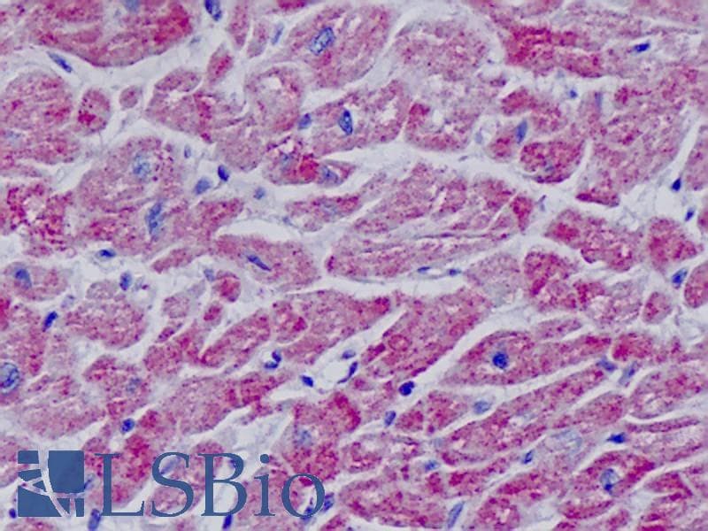 IHC-plus™ MYF5 / MYF 5 Antibody (aa61-110)