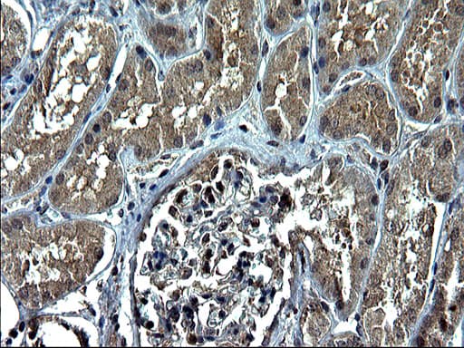 CEP68 Antibody (clone OTI5D8)