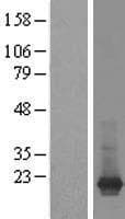 ARF1 Protein (Over-Expression Lysate Myc-DDK (Flag))
