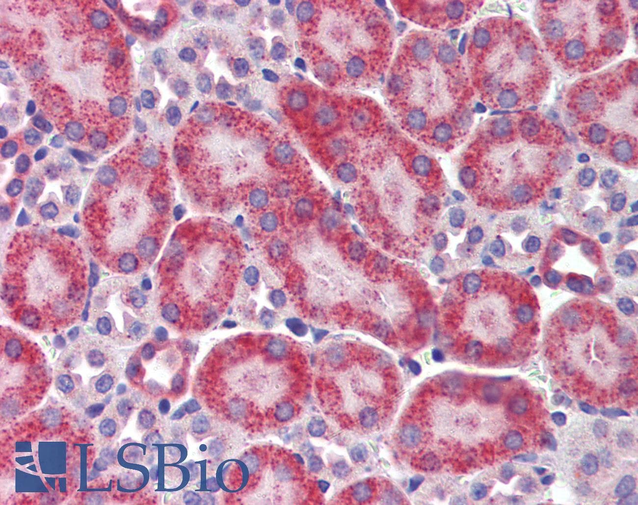 PathPlus™ IL23A / IL-23 p19 Antibody