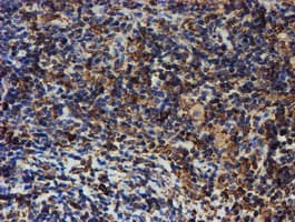 PDIA4 / ERP72 Antibody (clone OTI2A11)