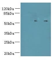 TCTE1 Antibody