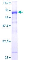 Human NUDT12 Protein (Recombinant GST)