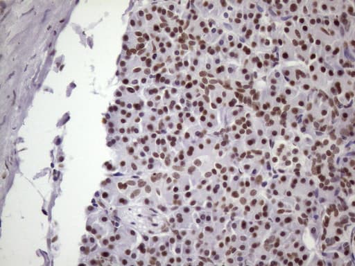 NUDT21 Antibody (aa2-227, clone OTI13H1)