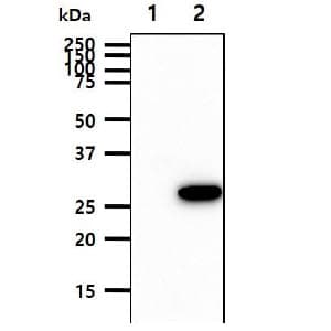 BPGM Antibody (clone AT2E11)