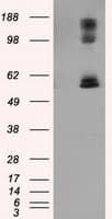 LIPG / Endothelial Lipase Antibody (clone OTI2D5)
