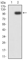 Monoclonal Mouse anti-Human NRP1 / Neuropilin 1 Antibody (clone 5H11G6, WB)