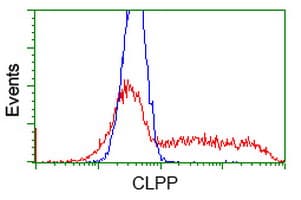 CLPP Antibody (clone OTI1C7)