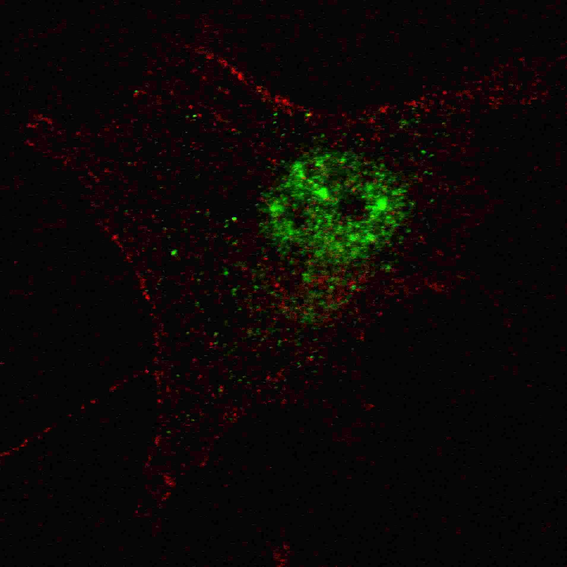 IHC-plus™ PDHX / Protein X / ProX Antibody (Thr11)