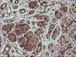 SDSL / Serine Dehydratase-Like Antibody (clone OTI1A8)