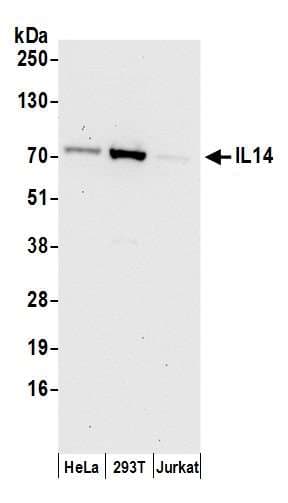 TXLNA / Alpha Taxilin Antibody (aa1-50)