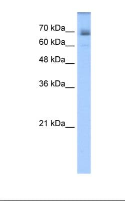 LNX1 / LNX Antibody (aa431-480, Biotin)