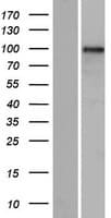 GLIS3 Protein (Over-Expression Lysate Myc-DDK (Flag))