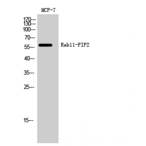RAB11FIP2 / Rab11-FIP2 Antibody (310-390 aa, Internal)