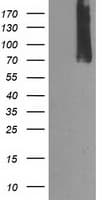 CAPN9 / Calpain 9 Antibody (clone OTI3G10, Carrier-free)