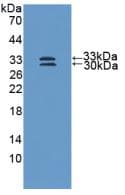 SOD3 Antibody