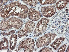 REEP2 Antibody (clone OTI2C7)