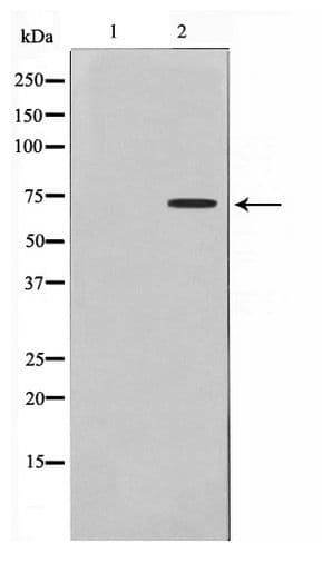DMPK / DM Antibody