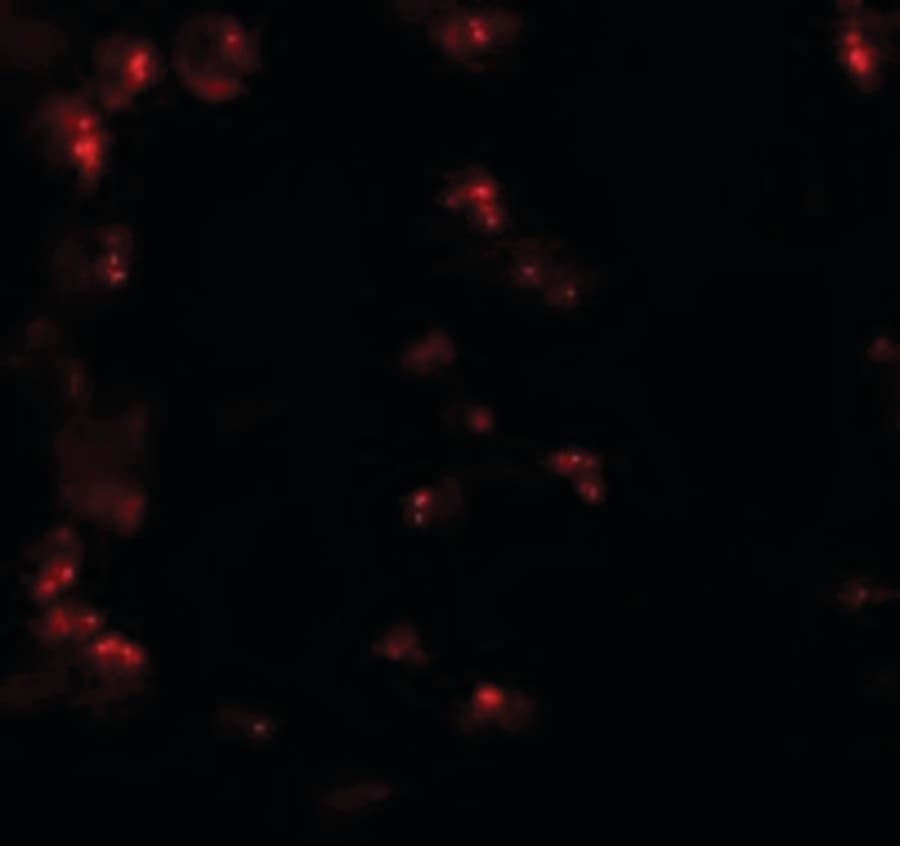 KPNA6 Antibody