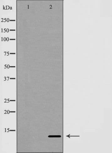 GLRX / Glutaredoxin Antibody