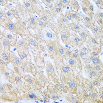 PTGS1 / COX-1 Antibody