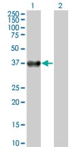 BOULE / BOLL Antibody (clone 2E8)