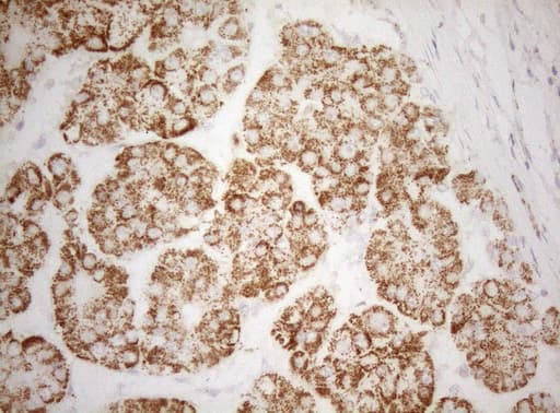 DECR1 Antibody (clone OTI1A6, Carrier-free)